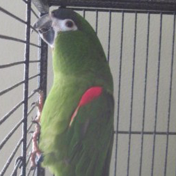 Red Shouldered Macaw.